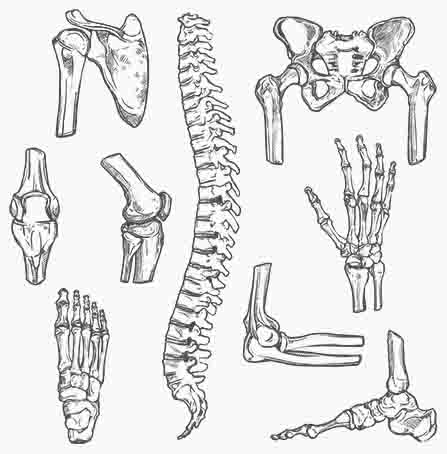 Bone